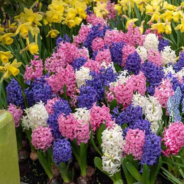 Bulbes à fleurs à planter à l'automne - Jacinthe Pastel en Mélange (x8) - face recto